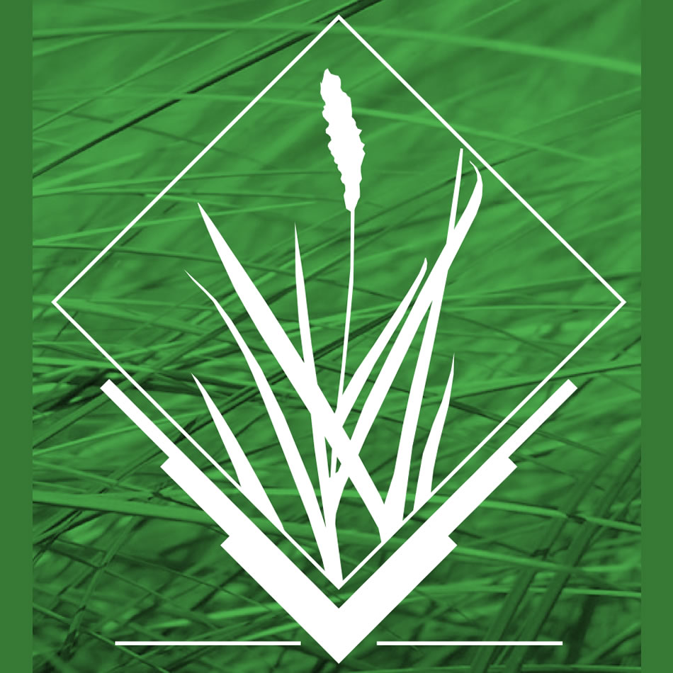 Grass